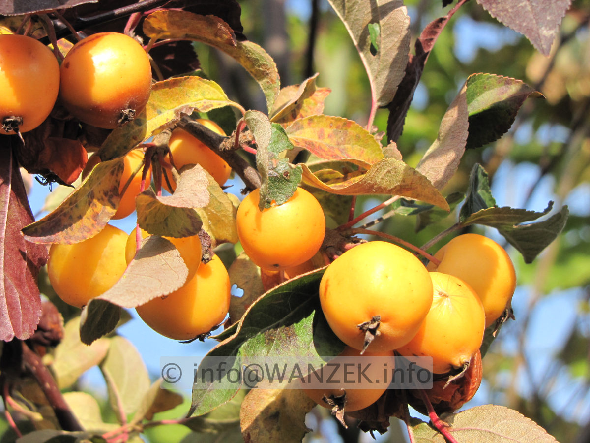 Malus Golden Hornet AEpfel reif.JPG